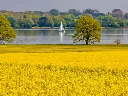 Rapsblüte 2025 / 1,11 Millionen Hektar Raps blühen in Deutschland - Foto: presseportal.de