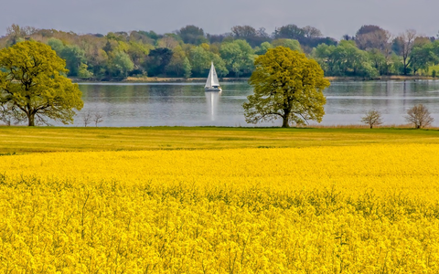 Rapsblüte 2025 / 1,11 Millionen Hektar Raps blühen in Deutschland - Foto: presseportal.de