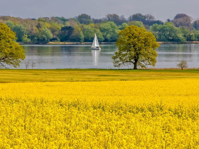 Rapsblüte 2025 / 1,11 Millionen Hektar Raps blühen in Deutschland - Foto: presseportal.de