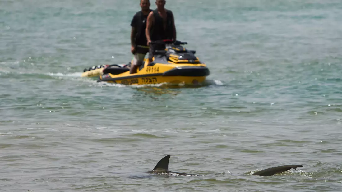 In der Gegend von Hadera sammeln sich zwischen November und Mai Sandbank- und Schwarzhaie. - Bild: Ariel Schalit/AP/dpa
