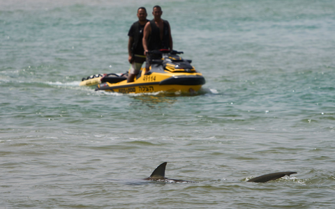 In der Gegend von Hadera sammeln sich zwischen November und Mai Sandbank- und Schwarzhaie. - Foto: Ariel Schalit/AP/dpa