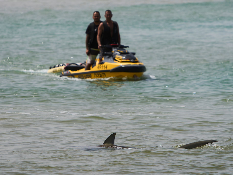 In der Gegend von Hadera sammeln sich zwischen November und Mai Sandbank- und Schwarzhaie. - Foto: Ariel Schalit/AP/dpa