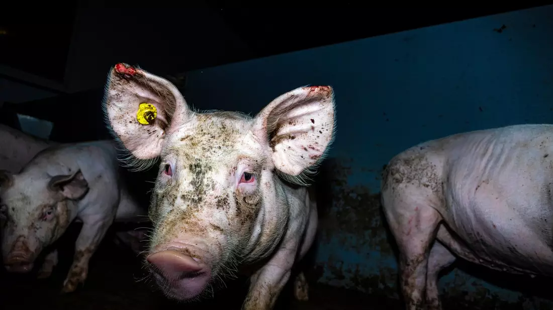 Massive Tierquälerei bei Westfleisch-Zulieferbetrieben aufgedeckt - Videos zeigen kranke, verletzte und tote Schweine - ausschließlich Tierwohl-Ställe der Haltungsstufe 2 & 3 betroffen - Bild: presseportal.de
