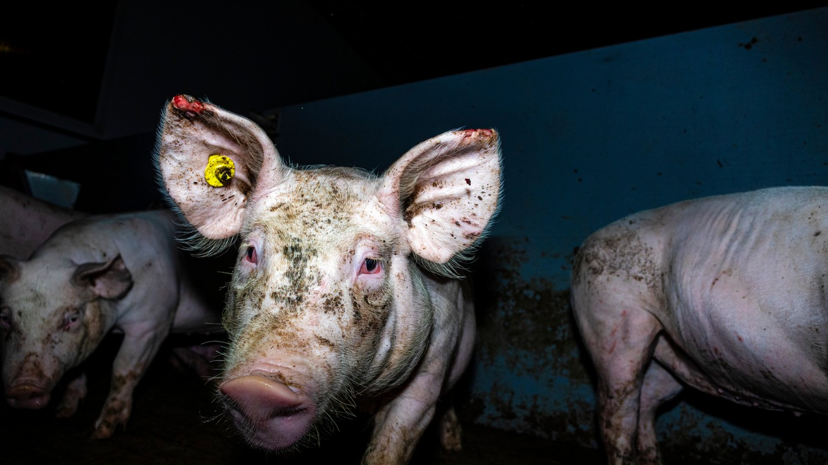 Massive Tierquälerei bei Westfleisch-Zulieferbetrieben aufgedeckt - Videos zeigen kranke, verletzte und tote Schweine - ausschließlich 