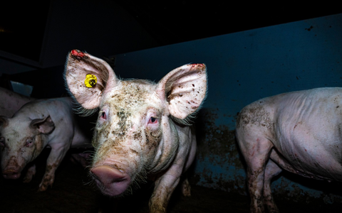 Massive Tierquälerei bei Westfleisch-Zulieferbetrieben aufgedeckt - Videos zeigen kranke, verletzte und tote Schweine - ausschließlich Tierwohl-Ställe der Haltungsstufe 2 & 3 betroffen - Foto: presseportal.de Massive Tierquälerei bei Westfleisch-Zulieferbetrieben aufgedeckt - Videos zeigen kranke, verletzte und tote Schweine - ausschließlich Tierwohl-Ställe der Haltungsstufe 2 & 3 betroffen - Foto: presseportal.de
