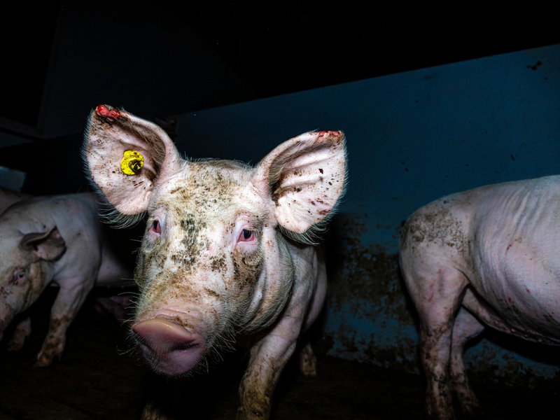 Massive Tierquälerei bei Westfleisch-Zulieferbetrieben aufgedeckt - Videos zeigen kranke, verletzte und tote Schweine - ausschließlich Tierwohl-Ställe der Haltungsstufe 2 & 3 betroffen - Foto: presseportal.de