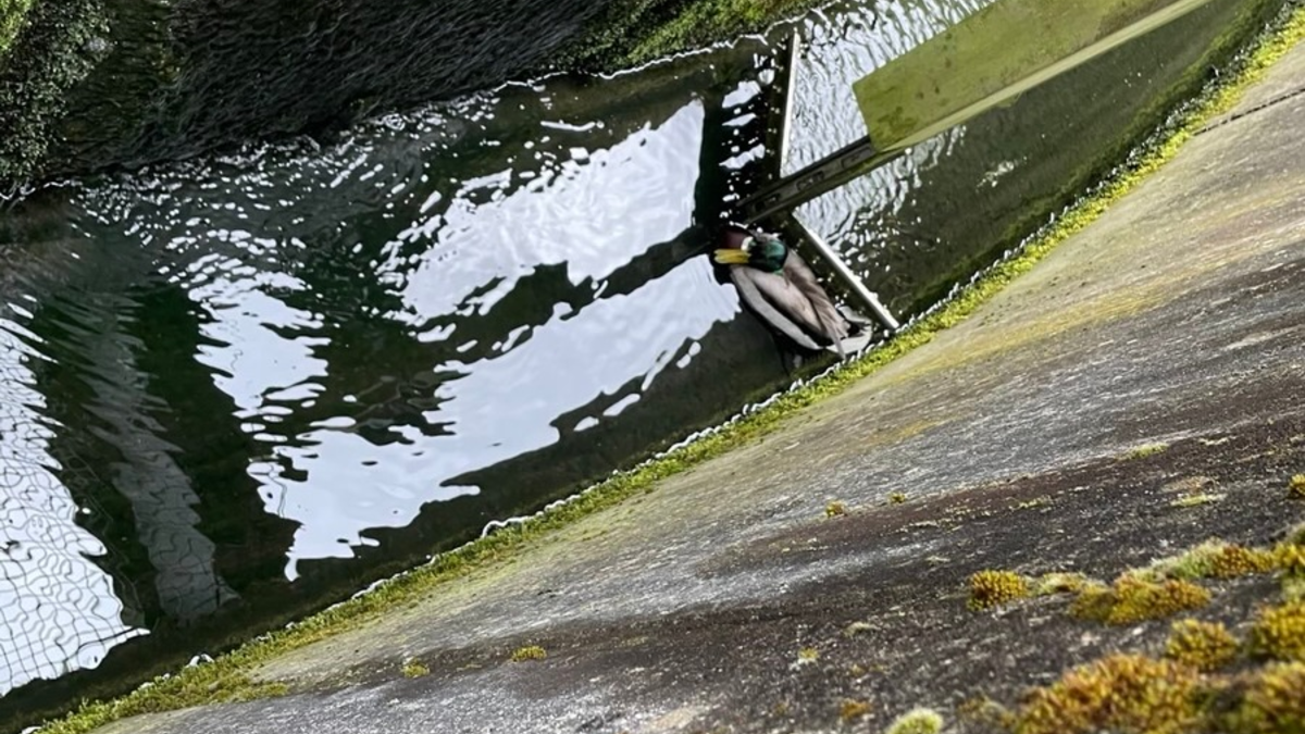 FW-EN: Ente in Notlage - Foto: presseportal.de