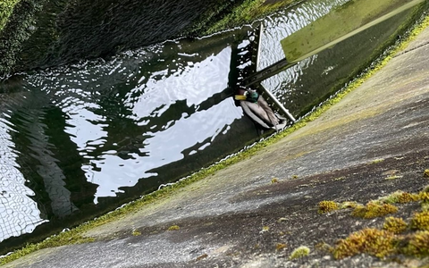 FW-EN: Ente in Notlage - Foto: presseportal.de