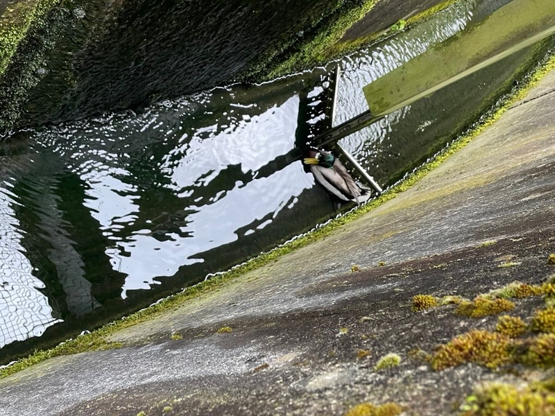 FW-EN: Ente in Notlage - Foto: presseportal.de