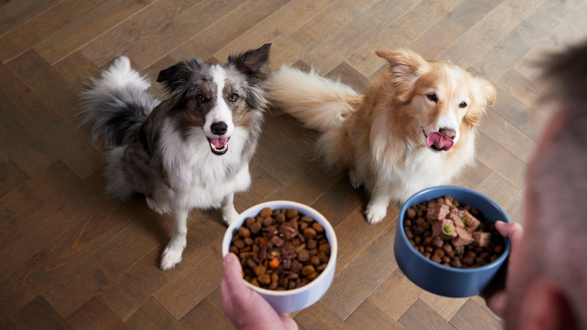 No-Gos im Napf / Trockenfutter oder Nassfutter? - Foto: presseportal.de