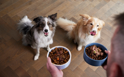 No-Gos im Napf / Trockenfutter oder Nassfutter? - Foto: presseportal.de