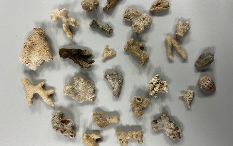 HZA-KA: Karlsruher Zoll entdeckt geschützte Korallen im Reisegepäck - Foto: presseportal.de