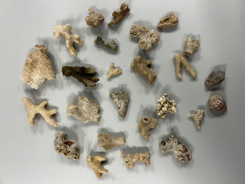 HZA-KA: Karlsruher Zoll entdeckt geschützte Korallen im Reisegepäck - Foto: presseportal.de