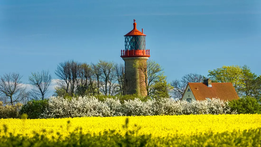 Rapsblüte 2025 / Schwarz, Rot, Gelb - Bild: presseportal.de