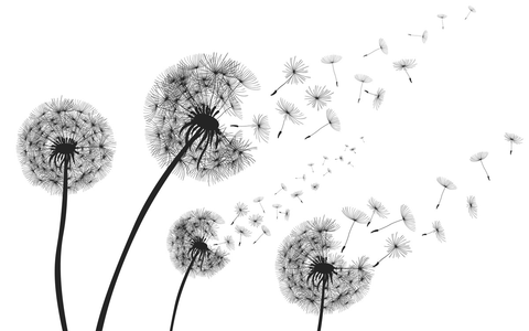 Heuschnupfen: Warum Allergien schlimmer werden - Foto: presseportal.de