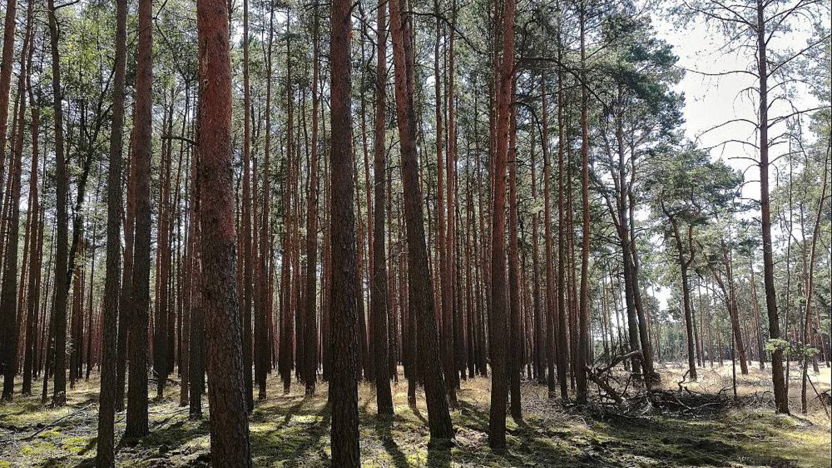 Wald (Archiv) - Foto: über dts Nachrichtenagentur
