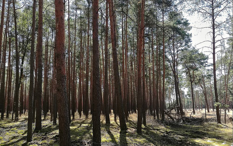 Wald (Archiv) - Foto: über dts Nachrichtenagentur