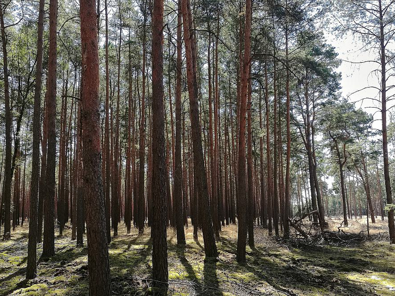 Wald (Archiv) - Foto: über dts Nachrichtenagentur