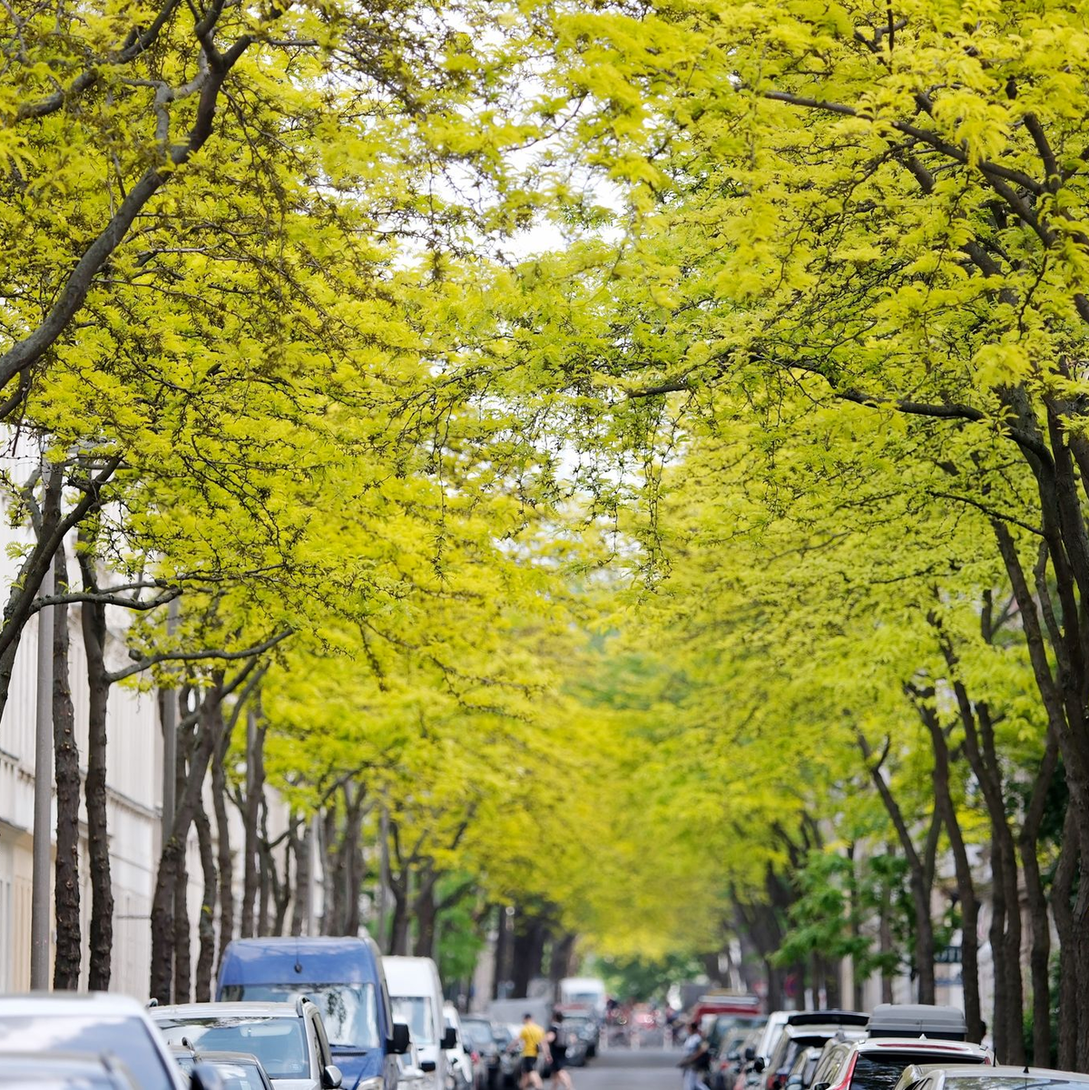 Gleditschien-Bäume sorgen in Innenstädten für Grün wie hier in Leipzig (Archivbild) - Foto: Sebastian Willnow/dpa