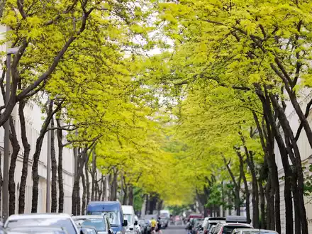 Gleditschien zählen zu den «Klimabäumen»- sie können auch Hitze in der Stadt vertragen. - Foto: Sebastian Willnow/dpa