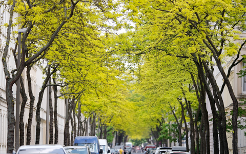 Gleditschien-Bäume sorgen in Innenstädten für Grün wie hier in Leipzig (Archivbild) - Foto: Sebastian Willnow/dpa