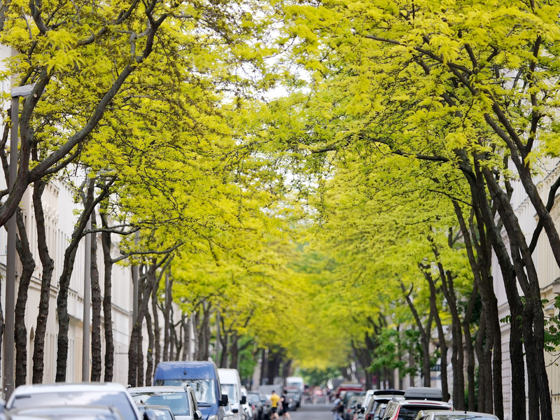 Gleditschien-Bäume sorgen in Innenstädten für Grün wie hier in Leipzig (Archivbild) - Foto: Sebastian Willnow/dpa