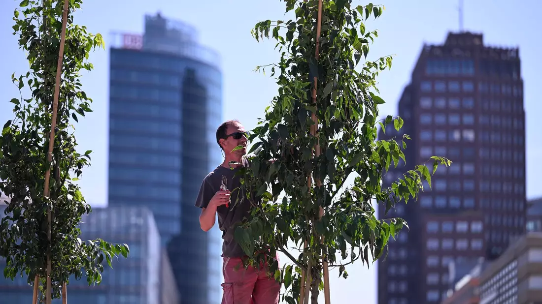 Der Zürgelbaum gilt als ein Baum der Zukunft. - Bild: Soeren Stache/dpa