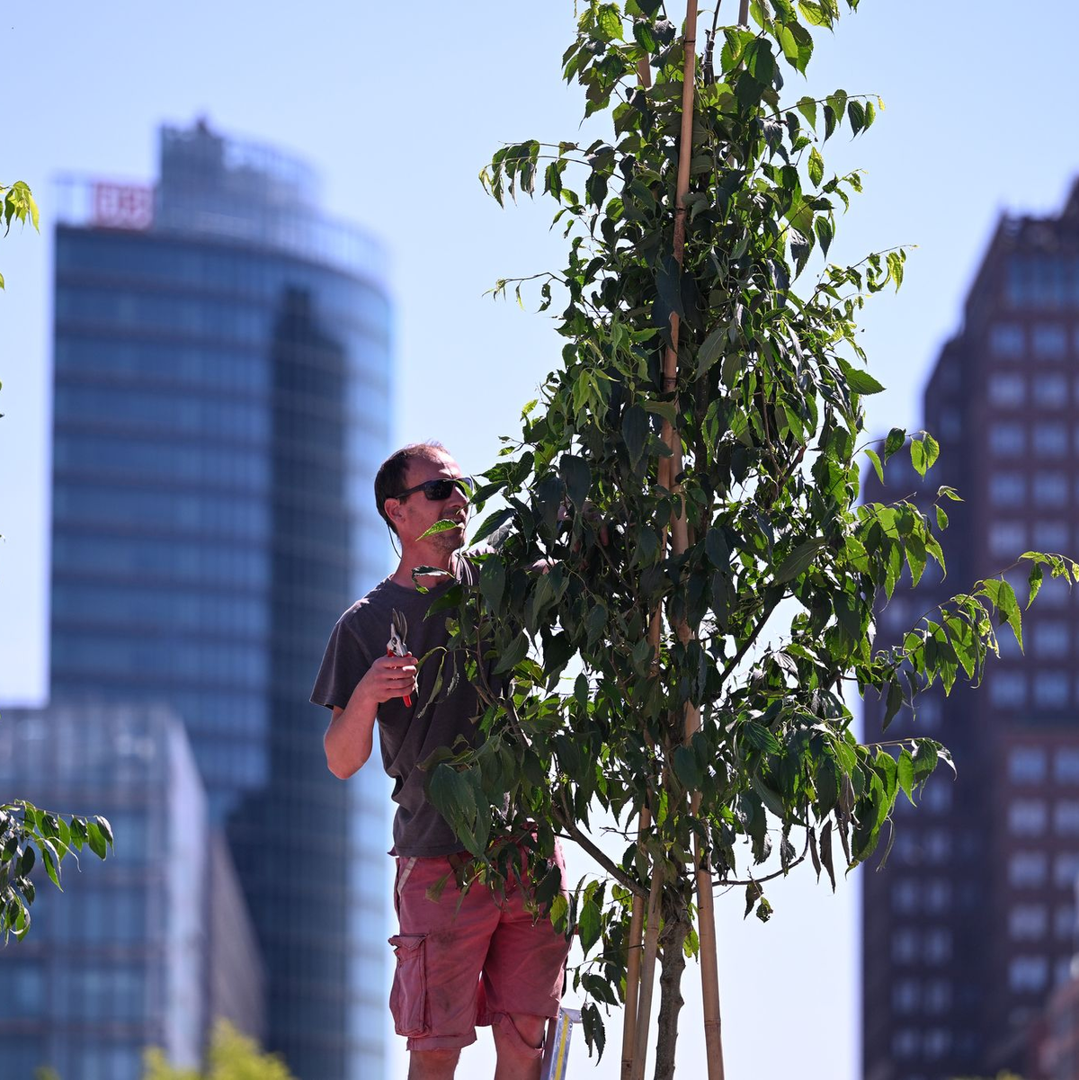Der Zürgelbaum gilt als ein Baum der Zukunft. - Foto: Soeren Stache/dpa