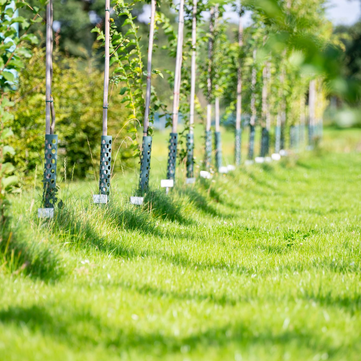 Welche Bäume können dem fortschreitenden Klimawandel in unseren Städten standhalten? Experten suchen nach Lösungen. - Foto: Jonas Walzberg/dpa