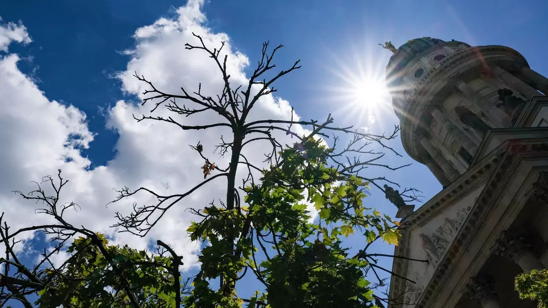 Die Trockenheit belastet die Bäume in den Städten noch mehr als in den Wäldern.  - Bild: Jens Kalaene/dpa-Zentralbild/dpa