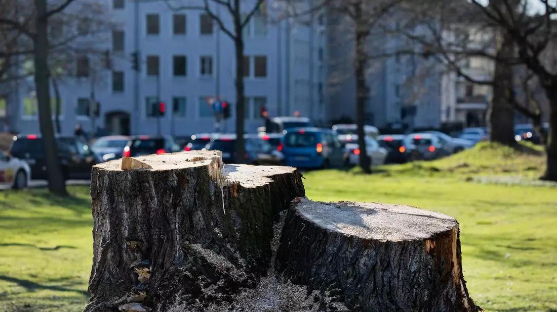 Kommunen müssen noch mehr zum Erhalt ihrer Bäume tun, mahnen Forscher. - Bild: Rolf Vennenbernd/dpa