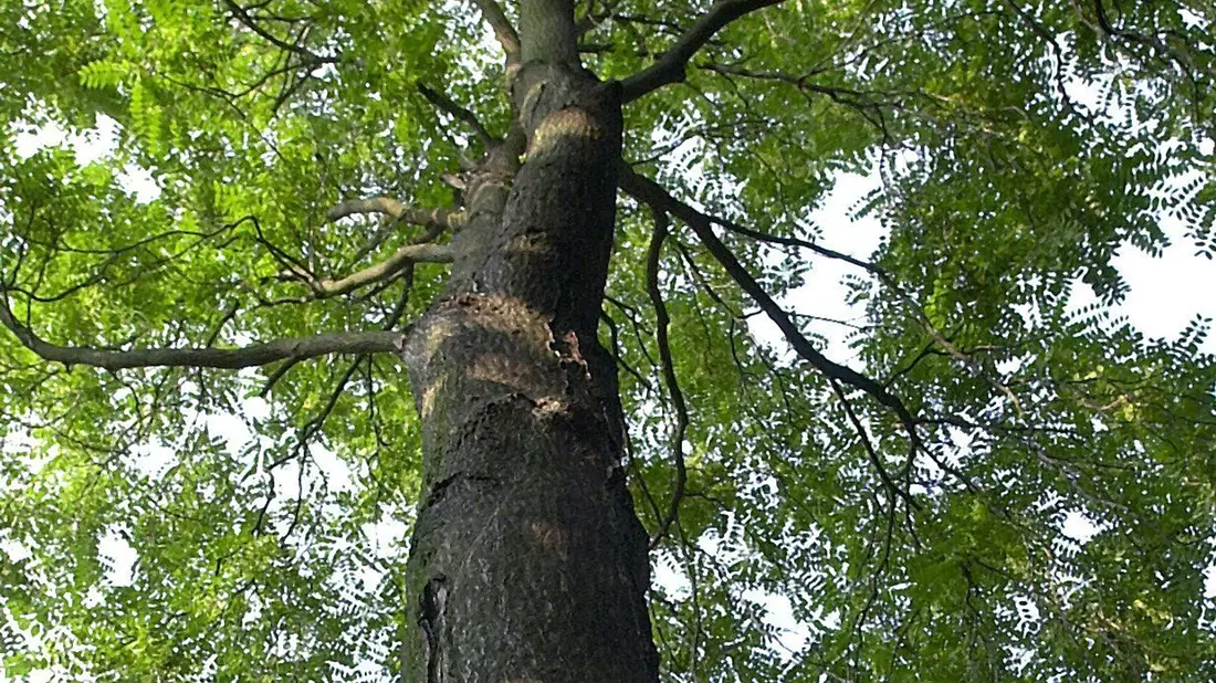 Der Götterbaum ist robust, aber nicht unbedingt beliebt. Er verdrängt andere Arten. - Bild: Waltraud Grubitzsch/zb/dpa