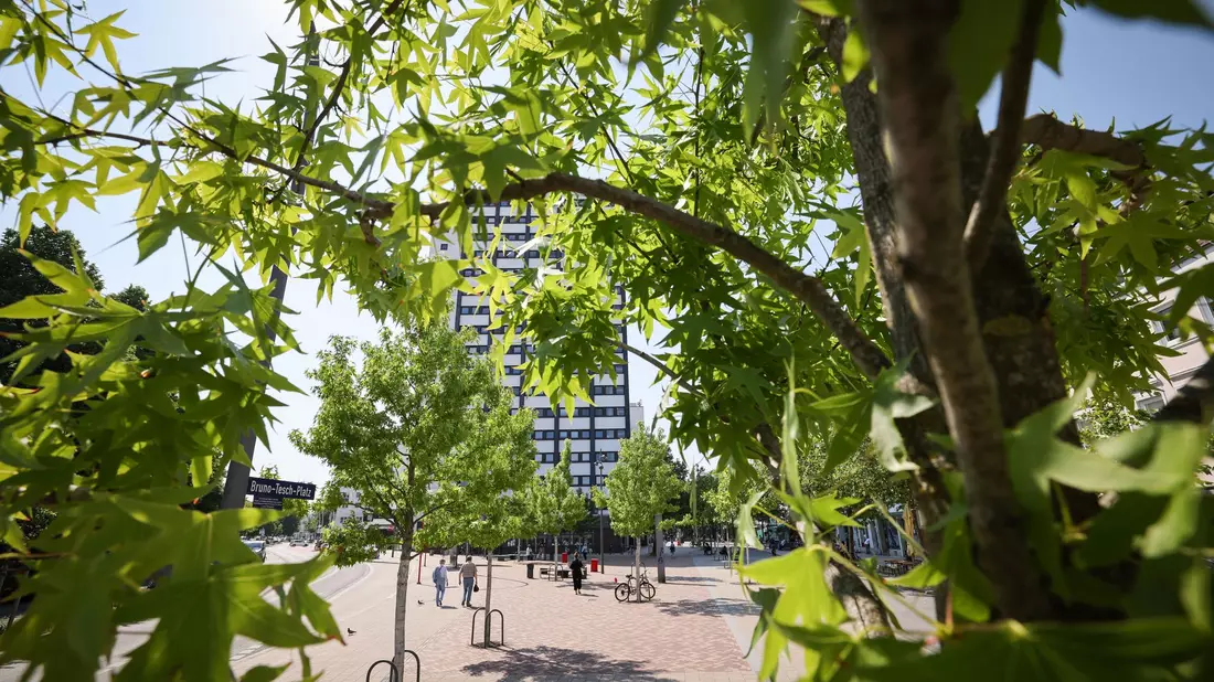 Stadtbäume müssen gut gepflegt werden, wenn sie überleben sollen. - Bild: Christian Charisius/dpa