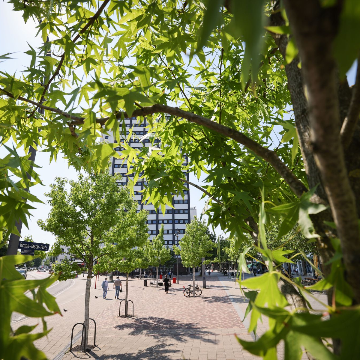 Stadtbäume müssen gut gepflegt werden, wenn sie überleben sollen. - Foto: Christian Charisius/dpa