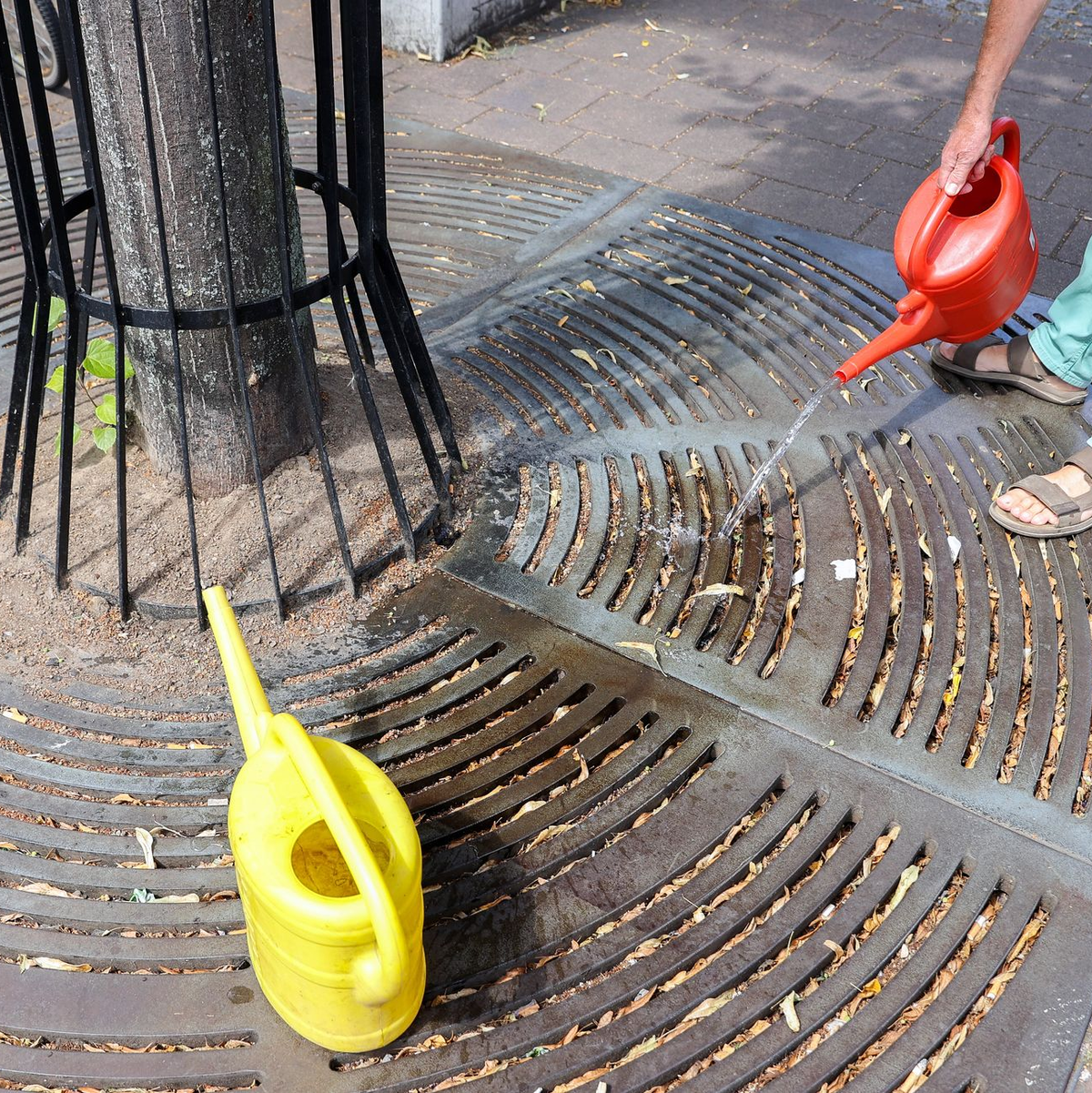 Baumpatenschaften helfen durstigen Stadtbäumen. - Foto: Jan Woitas/dpa-Zentralbild/dpa