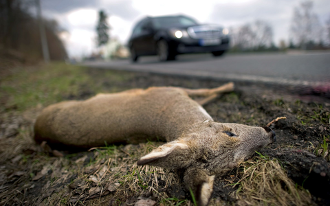 Dieses Reh liegt am Rand einer Bundesstraße, mutmaßlich nach dem Zusammenstoß mit einem Auto. Unfallforscher haben sich die Gründe für solche Unfälle genauer angeschaut und stellen das Ergebnis in Münster vor. (Archivbild) - Foto: Arno Burgi/dpa-Zentralbild/dpa