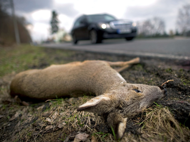 Dieses Reh liegt am Rand einer Bundesstraße, mutmaßlich nach dem Zusammenstoß mit einem Auto. Unfallforscher haben sich die Gründe für solche Unfälle genauer angeschaut und stellen das Ergebnis in Münster vor. (Archivbild) - Foto: Arno Burgi/dpa-Zentralbild/dpa