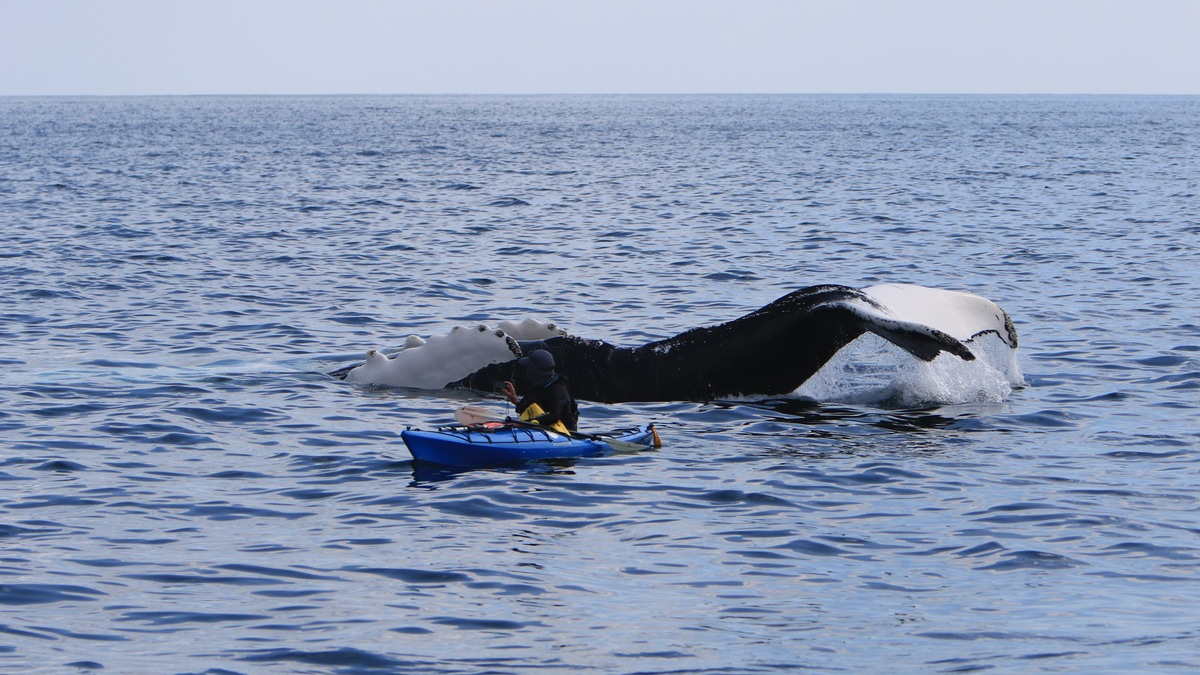 Walbeobachtung von Land aus: Finnen, Fluken, Freudentränen / Springen Delfine und Wale, hüpft auch das Herz von Naturliebhabern - dieses Spektakel lässt sich in Irland auch von der Küste aus erleben - Foto: presseportal.de