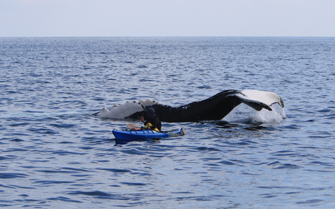 Walbeobachtung von Land aus: Finnen, Fluken, Freudentränen / Springen Delfine und Wale, hüpft auch das Herz von Naturliebhabern - dieses Spektakel lässt sich in Irland auch von der Küste aus erleben - Foto: presseportal.de