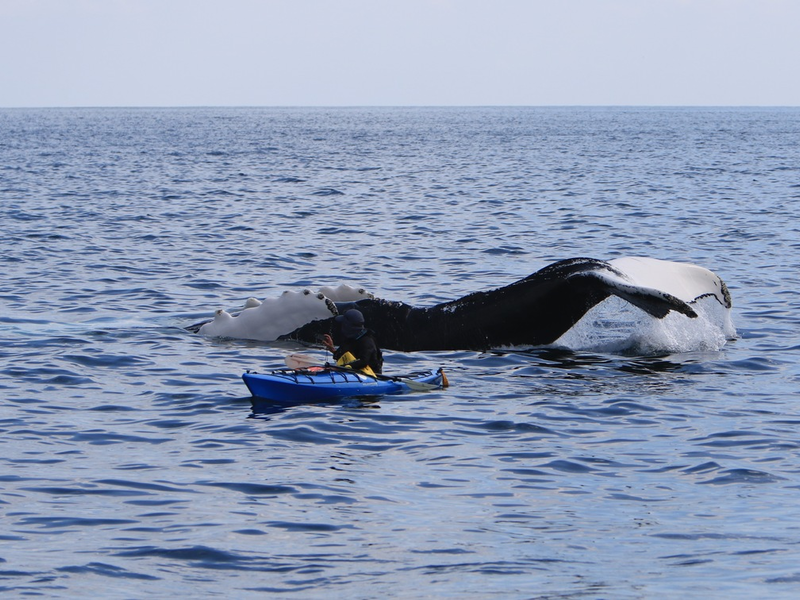 Walbeobachtung von Land aus: Finnen, Fluken, Freudentränen / Springen Delfine und Wale, hüpft auch das Herz von Naturliebhabern - dieses Spektakel lässt sich in Irland auch von der Küste aus erleben - Foto: presseportal.de