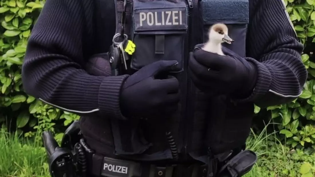 BPOLI-WEIL: Gänsefamilie unerlaubt im Gleisbereich - Bild: presseportal.de