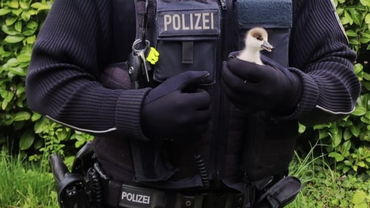 BPOLI-WEIL: Gänsefamilie unerlaubt im Gleisbereich - Foto: presseportal.de