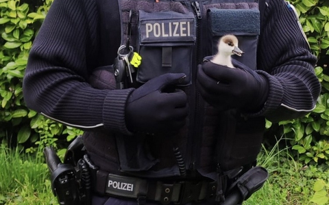 BPOLI-WEIL: Gänsefamilie unerlaubt im Gleisbereich - Foto: presseportal.de