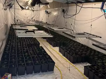 POL-GÖ: (135/2025) Zwei weitere Indoor-Plantagen im Altkreis Osterode entdeckt - Über 2.000 Pflanzen und umfangreiche Anbautechnik beschlagnahmt, 56-Jähriger festgenommen, Ermittlungskommission eingerichtet - Foto: presseportal.de