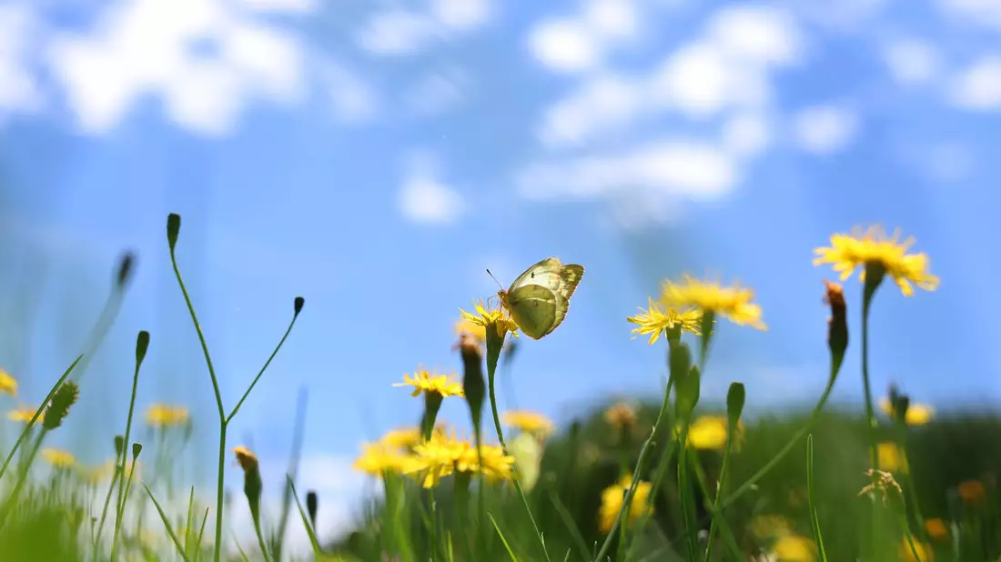 Die Meteorologen erwarten blauen Himmel und Sonnenschein über Deutschland.  - Bild: Karl-Josef Hildenbrand/dpa