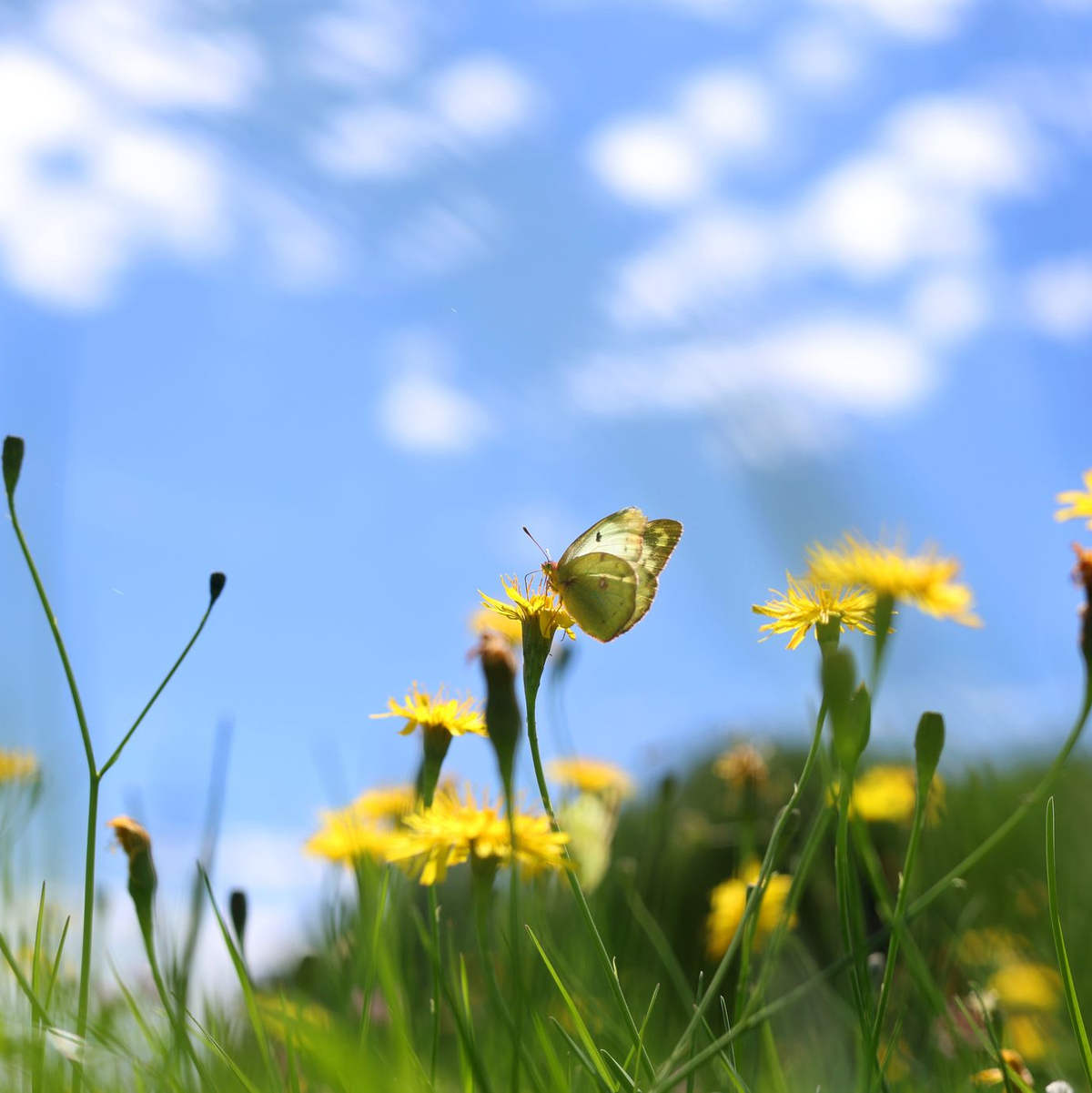 Sich an der bunten Natur freuen statt zu mähen - dafür wirbt die Aktion «mähfreier Mai» - Foto: Karl-Josef Hildenbrand/dpa