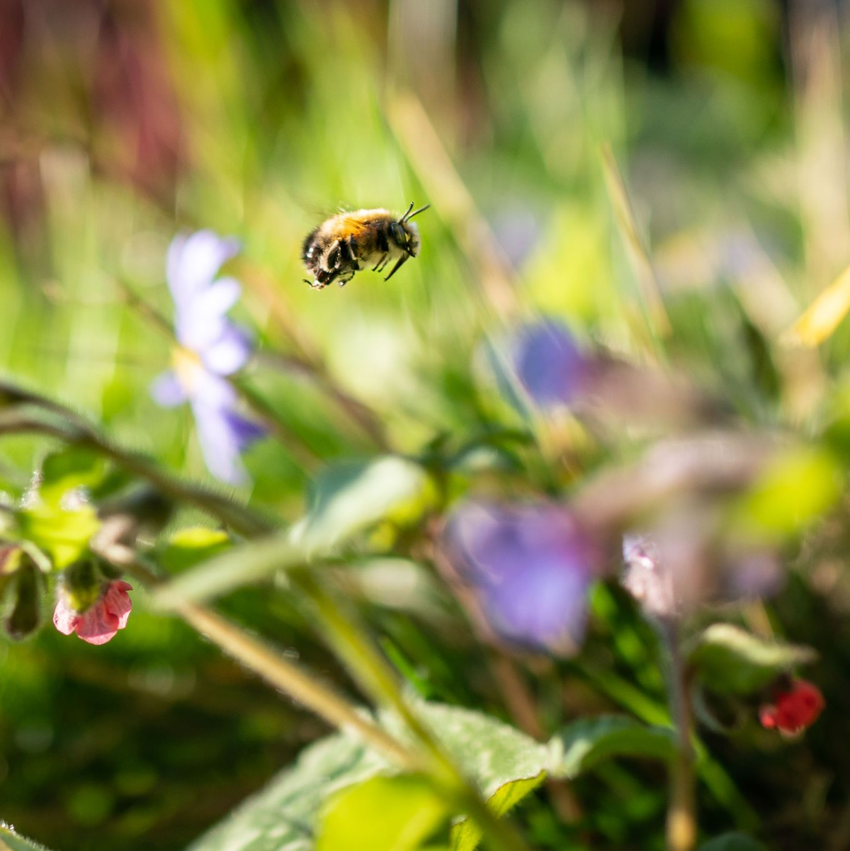 Sich an der bunten Natur freuen statt zu mähen - dafür wirbt die Aktion «mähfreier Mai» - Foto: Frank Rumpenhorst/dpa