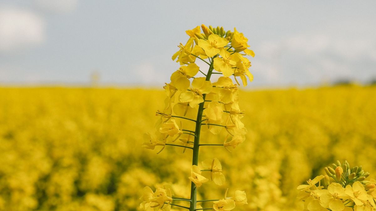 Rapsblüte 2025 / Innovationen von Deutschlands schönsten Ölfeldern - Foto: presseportal.de