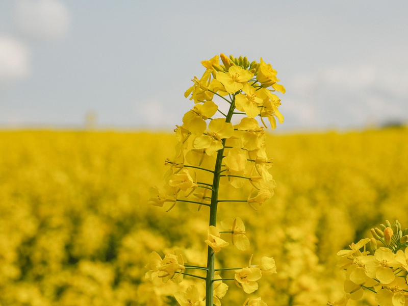 Rapsblüte 2025 / Innovationen von Deutschlands schönsten Ölfeldern - Foto: presseportal.de