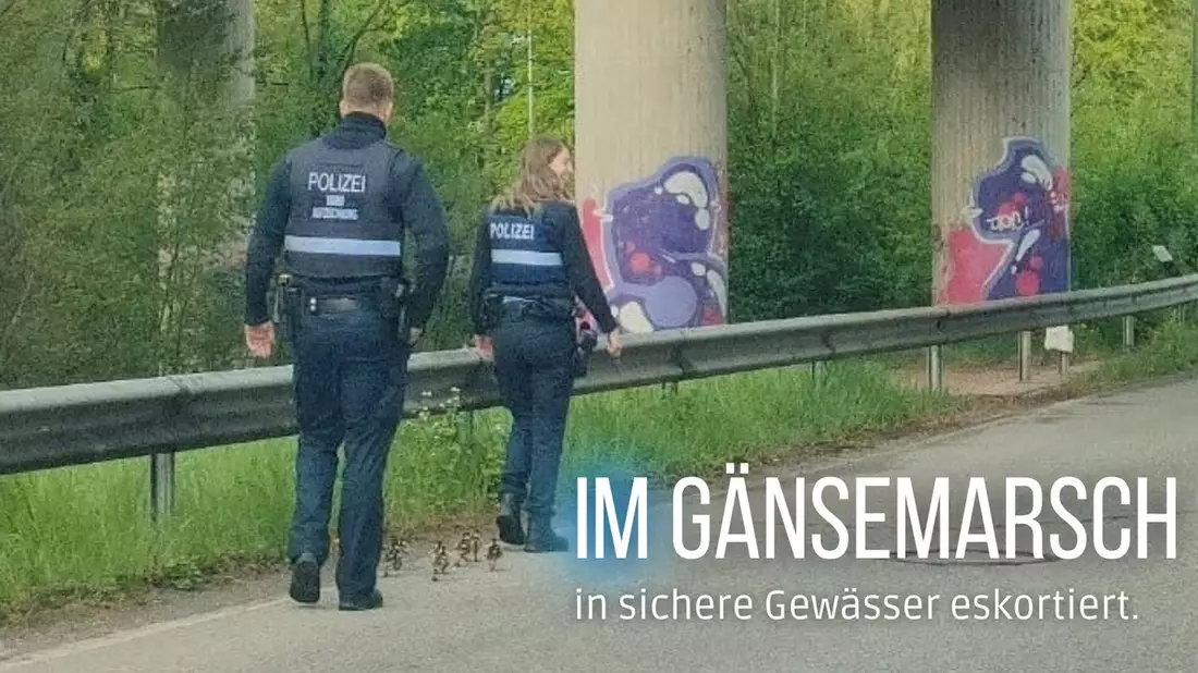 POL-PIZW: Polizei-Eskorte für Gänse-Familie - Bild: presseportal.de
